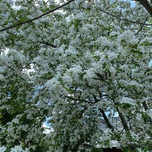 Meet your Posher, Naomi